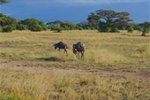 Kenia  (43)